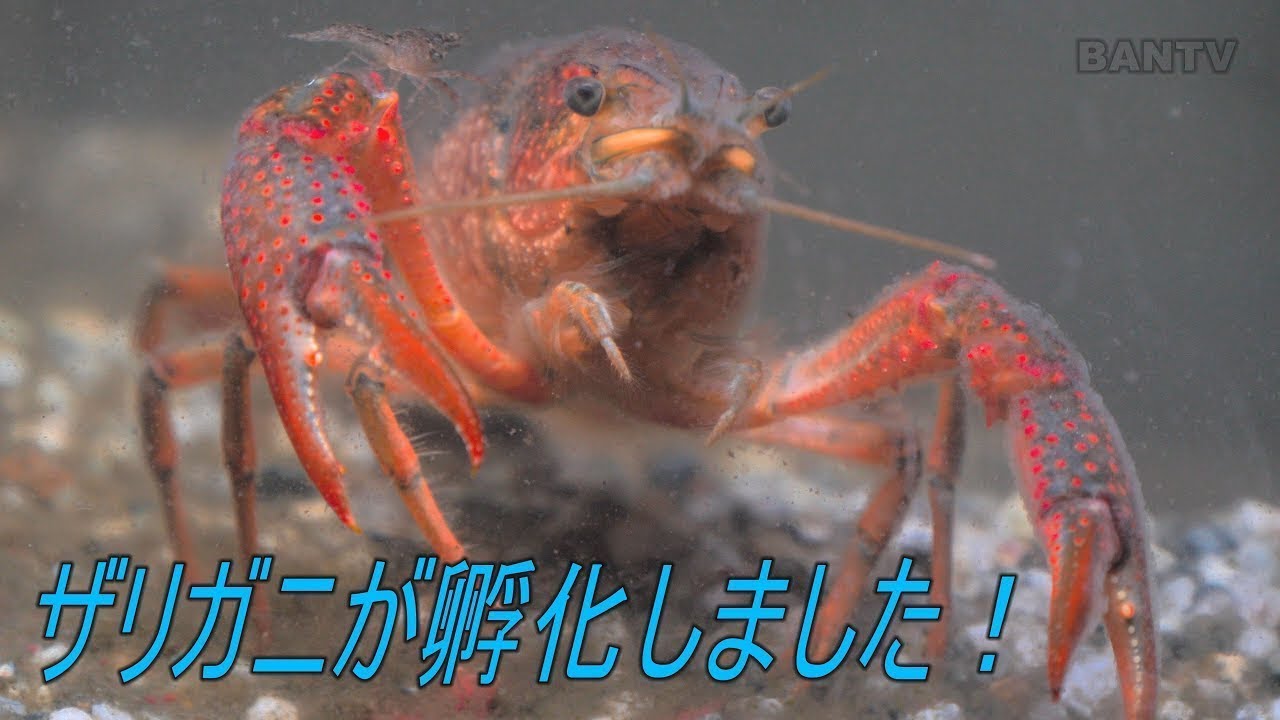 ザリガニが孵化しました 4k60p Gh5 Youtube ザリガニが孵化しました 4k60p Gh5 Youtube