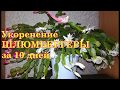 Укоренение ШЛЮМБЕРГЕРЫ за 10 дней.