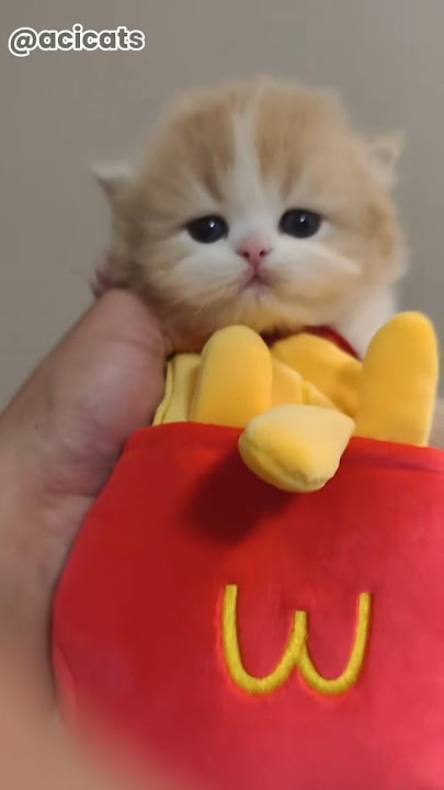 cute cat 47 #onengthecat #cat #pets #cute #funny #catvideos #kitten #animals #catlovers