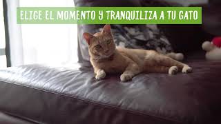 Cómo cortar las uñas a un gato. Trucos, ayudas y precauciones a la hora de llevarlo a cabo. by Tiendanimal 1,287 views 3 years ago 1 minute, 35 seconds