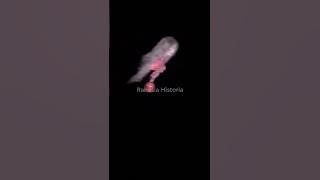Penampakan Kepala Kuyang Terekam Warga #kisahnyata #penampakan #hantu #kuyang #viralshort