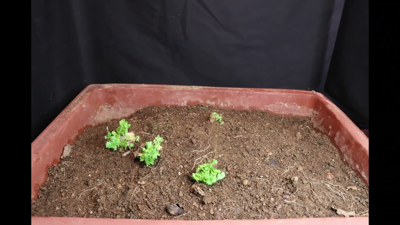 감자,무우,싹이나오는중,[타임랩스]