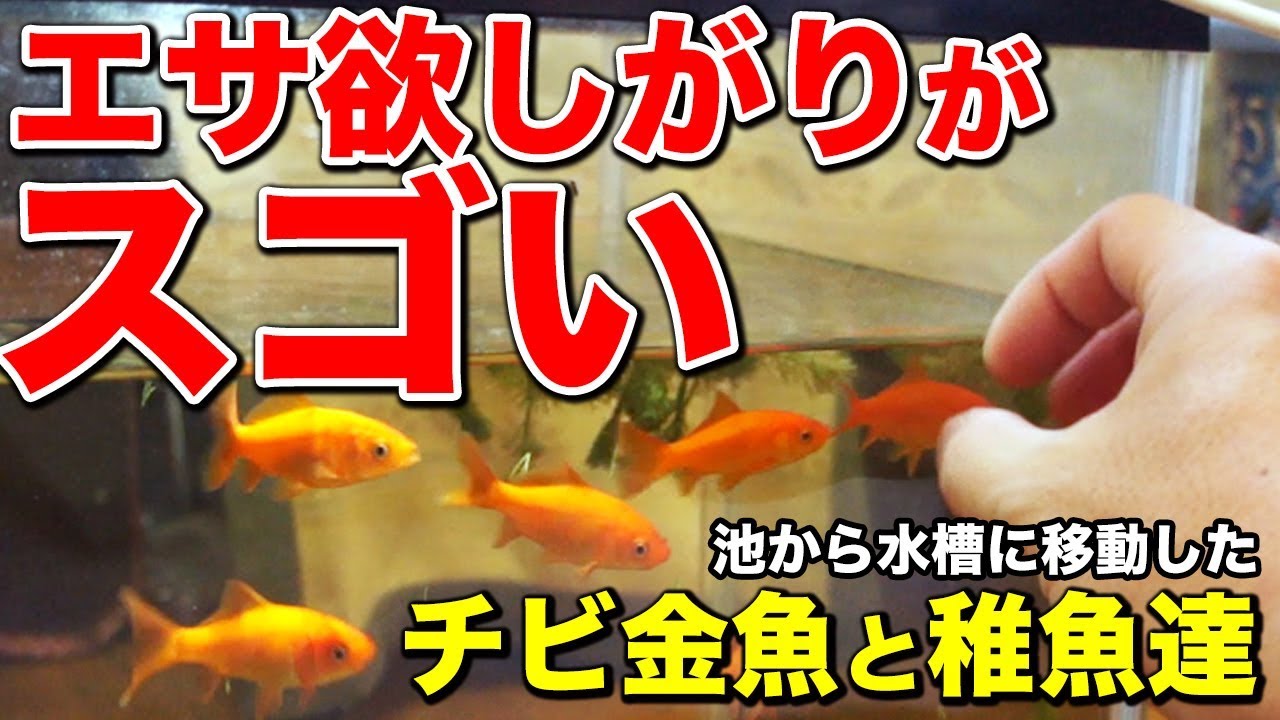チビ金魚と稚魚とエビ水槽 隠れ家をたくさん入れてチビ金魚から稚魚とエビを守れ 19 12 1 Youtube