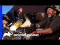 Dr. Jeff Amputates The Leg Of This Huge American Alligator! | Dr. Jeff: Rocky Mountain Vet