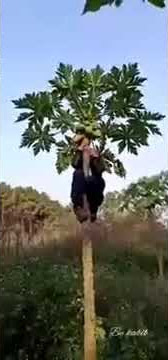 Orang jatuh dari pohon pepaya yangtidak tinggi