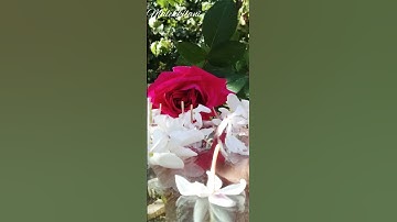 وَلَا تَكُونُوا كَالَّذِينَ نَسُوا اللَّهَ فَأَنسَاهُمْ أَنفُسَهُمْ #ياسر_الدوسري #قرآن#سورة_الحشر