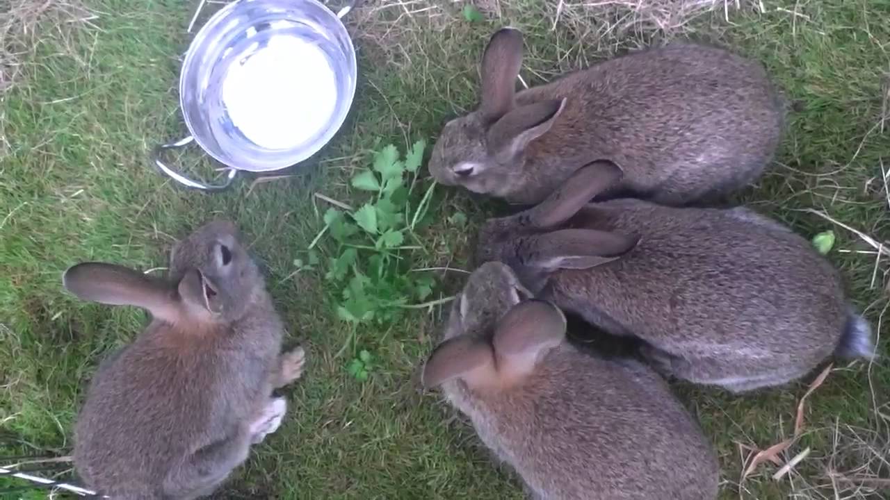 8 week old baby boy rabbits feeding - YouTube