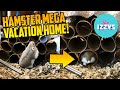 HAMSTER PARTY VACATION HOME! Happy the Hamster!