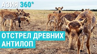 Сайгаки: власти Казахстана против степных животных | АЗИЯ 360°