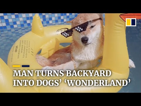 Chinese man spends US$5,600 to turn backyard into dogs’ ‘wonderland’