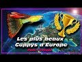 Guppy de slectionles plus beaux guppys europen 