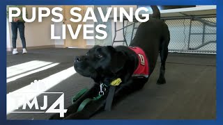 Dogs in Vests, the organization training service dogs for children with autism