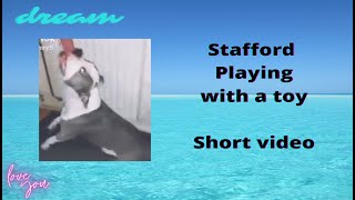Stafford Playing. Stafford Playing With A Toy. American Staffordshire Terrier