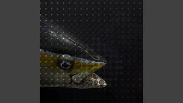 Side A: a) Coelacanths I & II, b) CSRedux