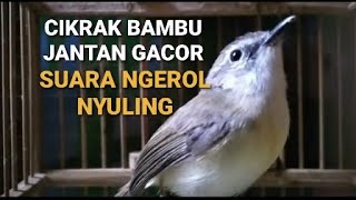 CIKRAK BAMBU JANTAN GACOR - SUARA NGEROL NYULING COCOK UNTUK PANCINGAN BIKIN GACOR