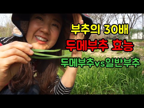 [도시농부]뮤신이 풍부한 두메부추 키우기