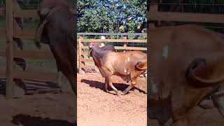 #estancia #pecuarista #gado #lida #vaqueiro 🏡🌴🐂🙏❤️