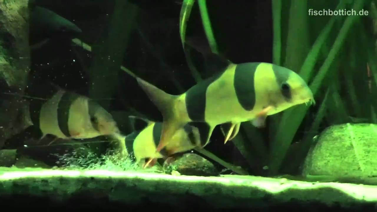 freshwater aquarium fish with character