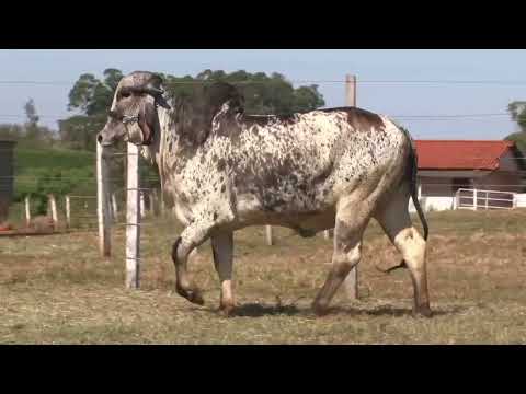 LOTE 13   EDIÇÃO ESPECIAL GIR LEITEIRO   ESTÂNCIA BELA VISTA   GBV 130