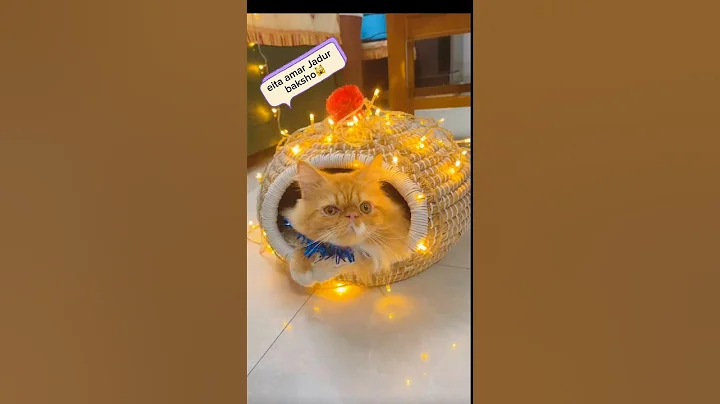 Video 11872921: cat funny pets love