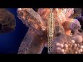 The quartz  jewelry animation