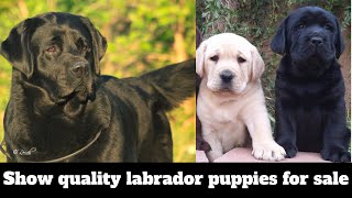 Show quality labrador puppies for sale|kci registered labrador puppies |by dogsbreedofficial 2020