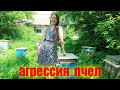 Агрессия пчел на точке. Карника, Бакфаст на пасеке