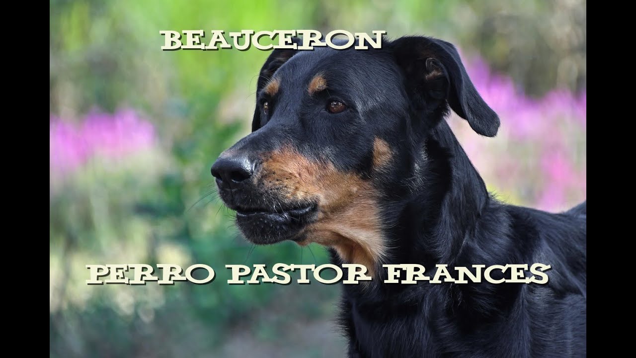pastor beauceron