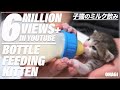 子猫のミルク飲み🍼 - Bottle Feeding Kitten -