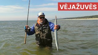 Vėjažuvės / Garfish fishing in the Baltic Sea