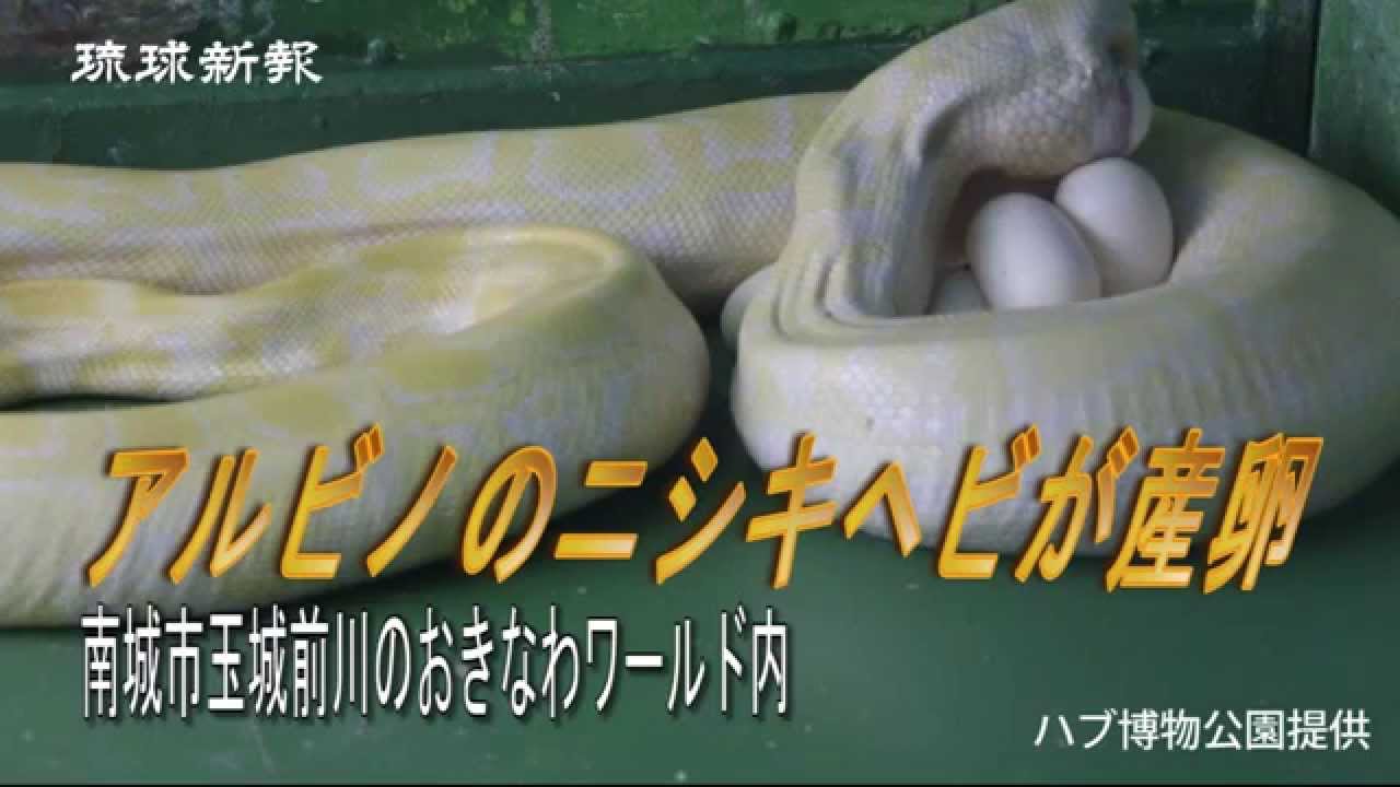アルビノのニシキヘビ産卵 Youtube