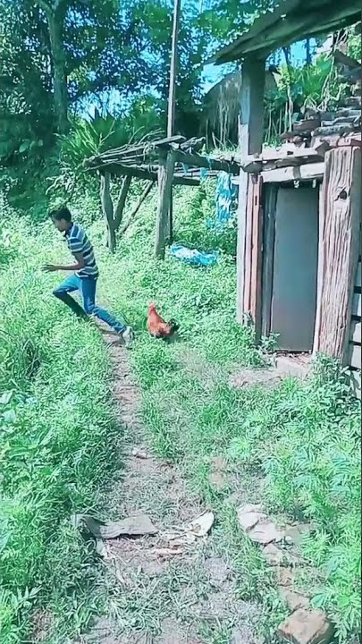 video lucu dikejar ayam jantan
