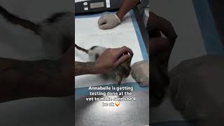 Watch Cats Annabell video