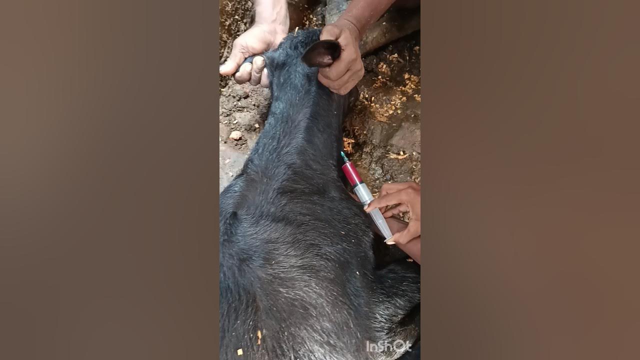 intravenous injection in jugular vein of calf? treatment of white score