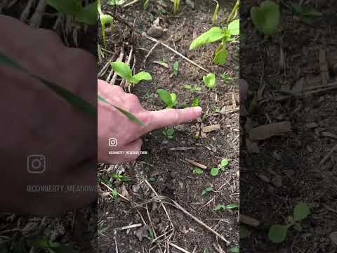 Sunflower/wildflower strip update #connerty_meadows_farm
