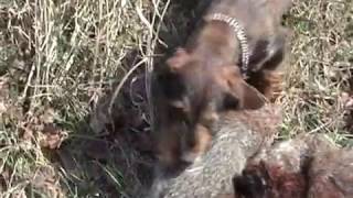 Solomon Janiorski 3,5 G. Cact Na Medjunarodnoj Utakmici Na Krvnom Tragu 18 03 2017 Zajecar Film