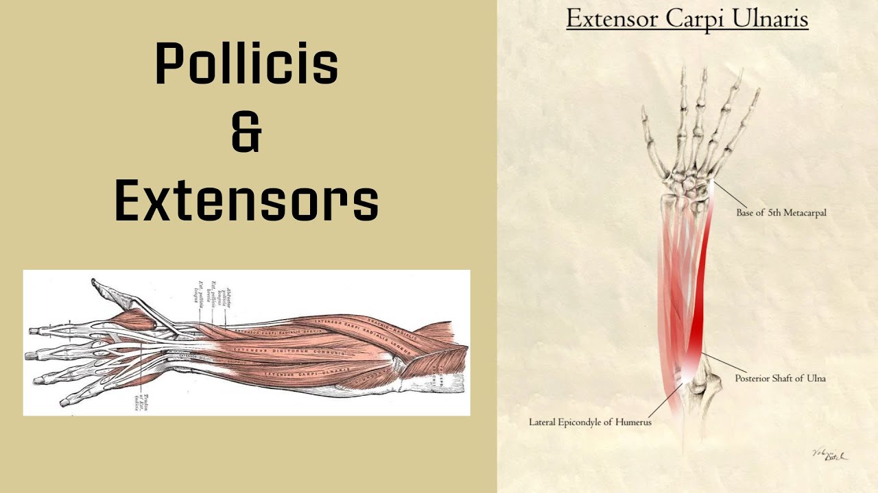 Posterior Forearm (Extensor Compartment) Bony Landmarks, Attachments, and Muscle Actions