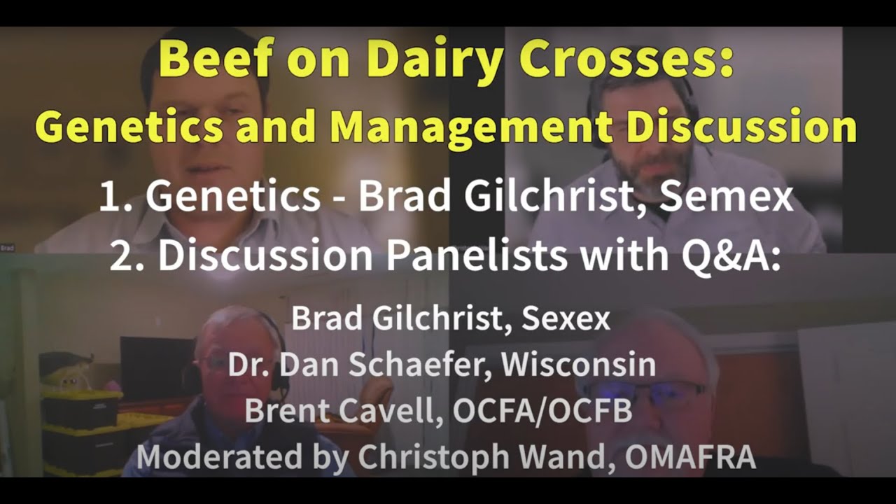 Brad Gilchrist: Beef on Dairy X Genetics (plus Schaefer&Gilchrist Panel)