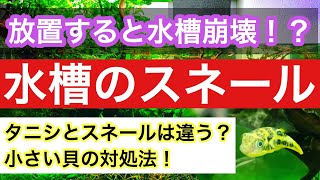 スネール対策 水槽に発生する小さい貝の危険性をプロがを解説 Youtube