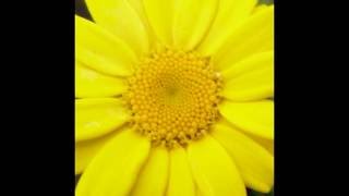 Corn Marigold (Glebionis segetum)