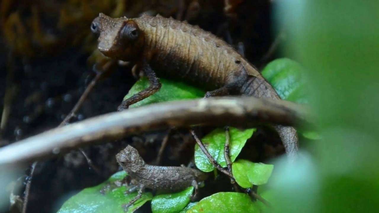Brookesia stumpffi male and hatchling. - YouTube