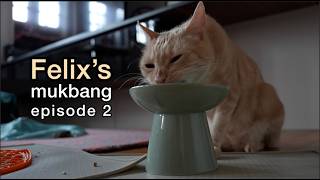 Felix the Pale Ginger Cat | ASMR Mukbang | Episode 2