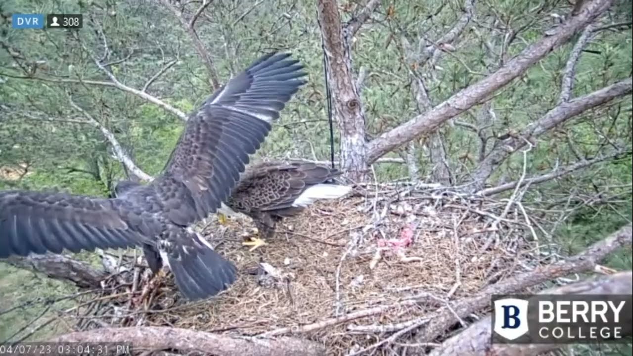 Berry College Eagles~Fish Delivery_4/7/23