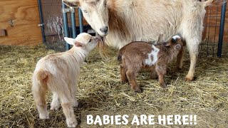 GOAT BABIES ARE FINALLY HERE! FIRST NIGERIAN DWARF GOAT GIVES BIRTH THIS SEASON!