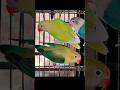 Parblue opline × creamino#birds #lovebirds #lovebirdsfarming