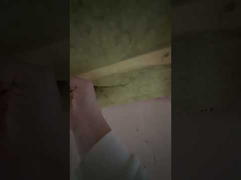 Технадзор.Влага под кровлей. Услуга доступна #стройка #каркасныйдом