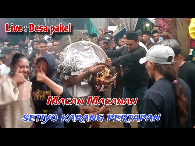 full penonton!! Macan Macanan jaranan setiyo karang pertapan Live Desa pakel class=