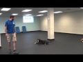 Shelly's Remote Collar Dog Training Progress | K9 Connection Shelly's Remote Collar Dog Training Progress | K9 Connection