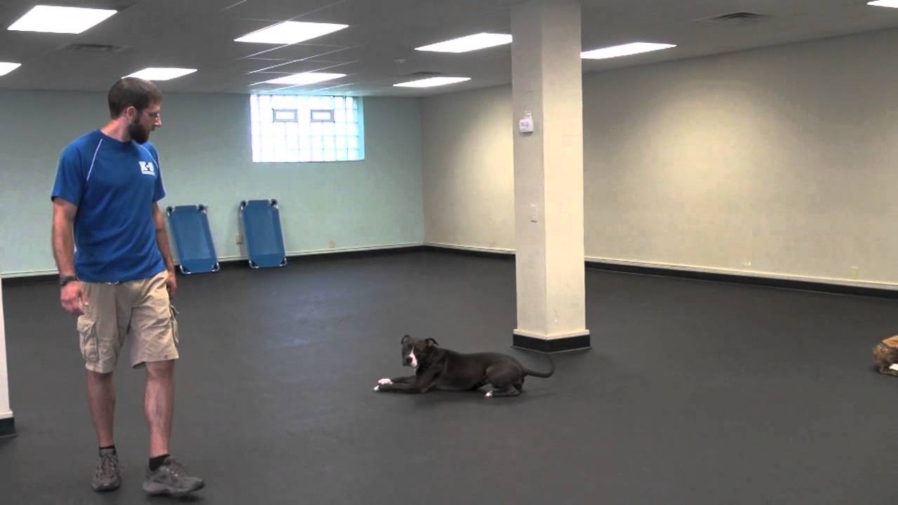 Shelly's Remote Collar Dog Training 