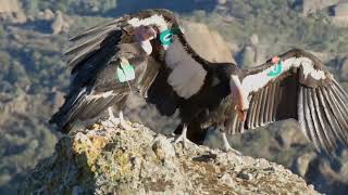 California condor 700 courts California condor 726 (aka Little Stinker) at Pinnacles National Park